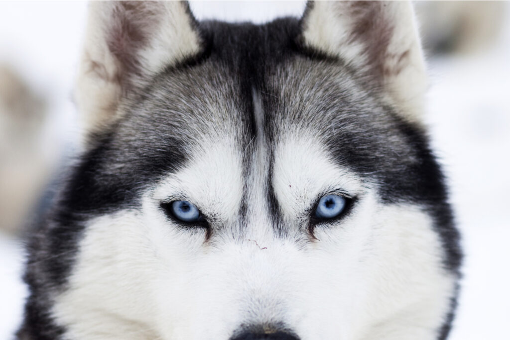 Dog Eye Color Chart 7 Mesmerizing Shades