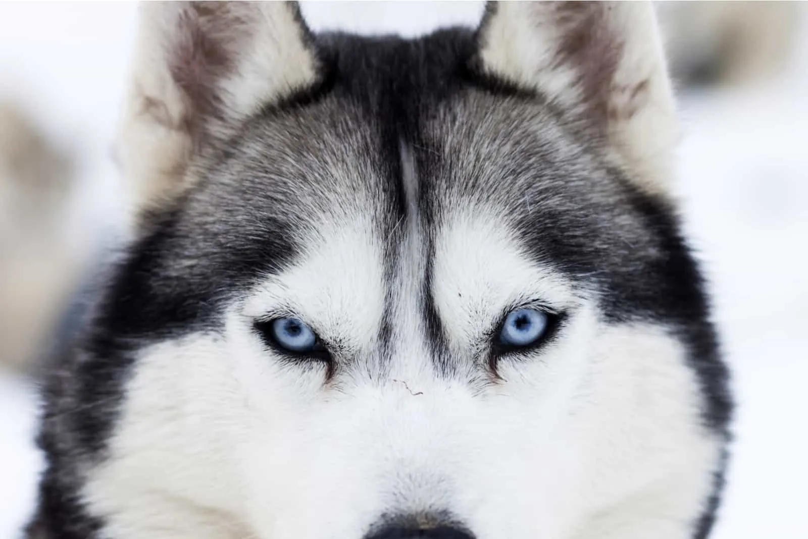 close up of blue eyed husky