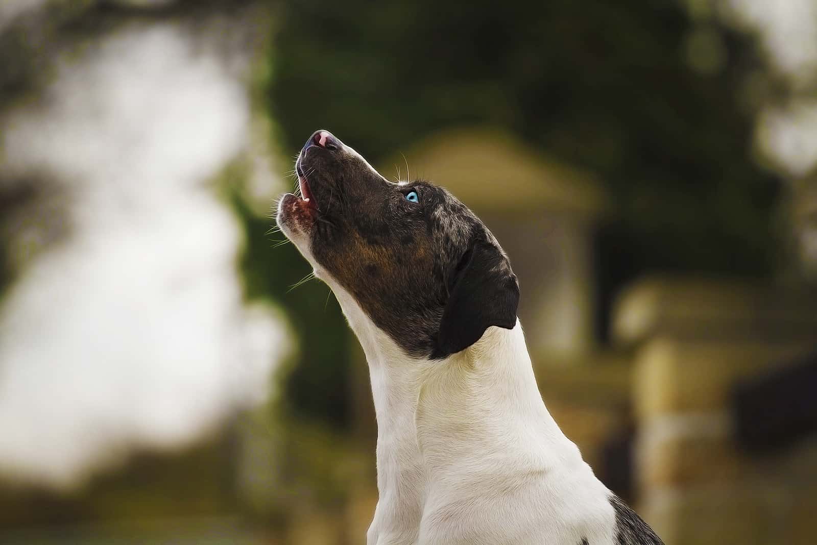 closeup of dog howling