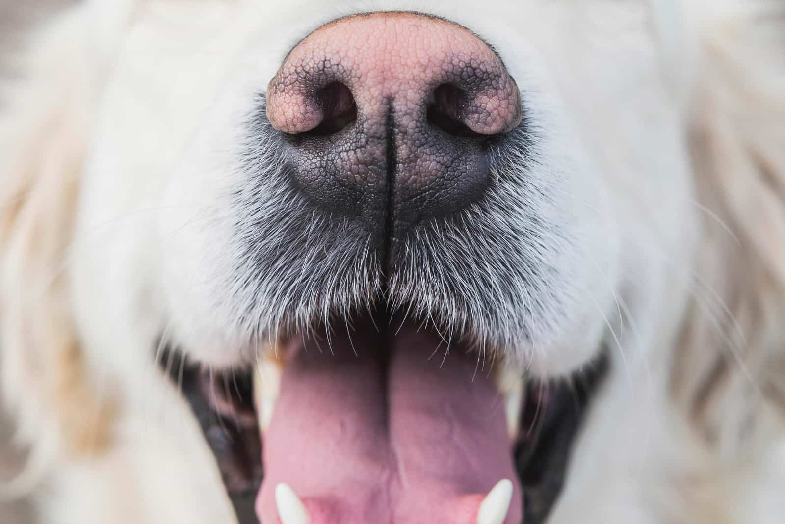 closeup of dog's nose and mouth