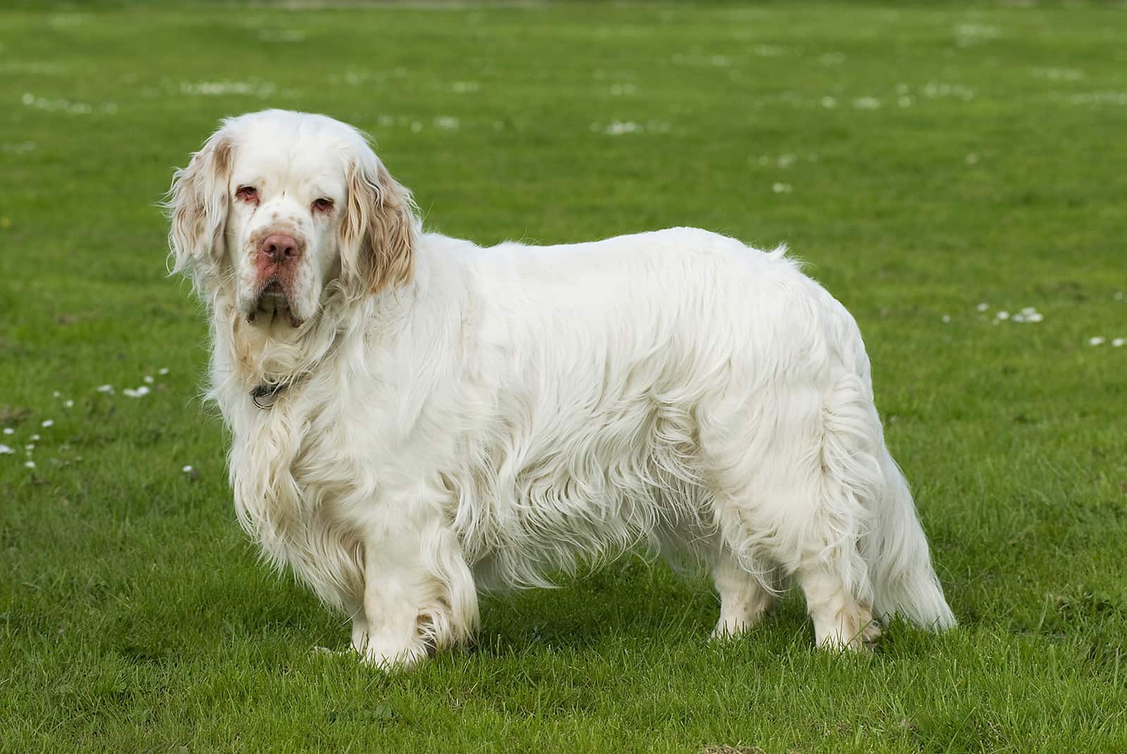 Clumber spaniel in a meadow