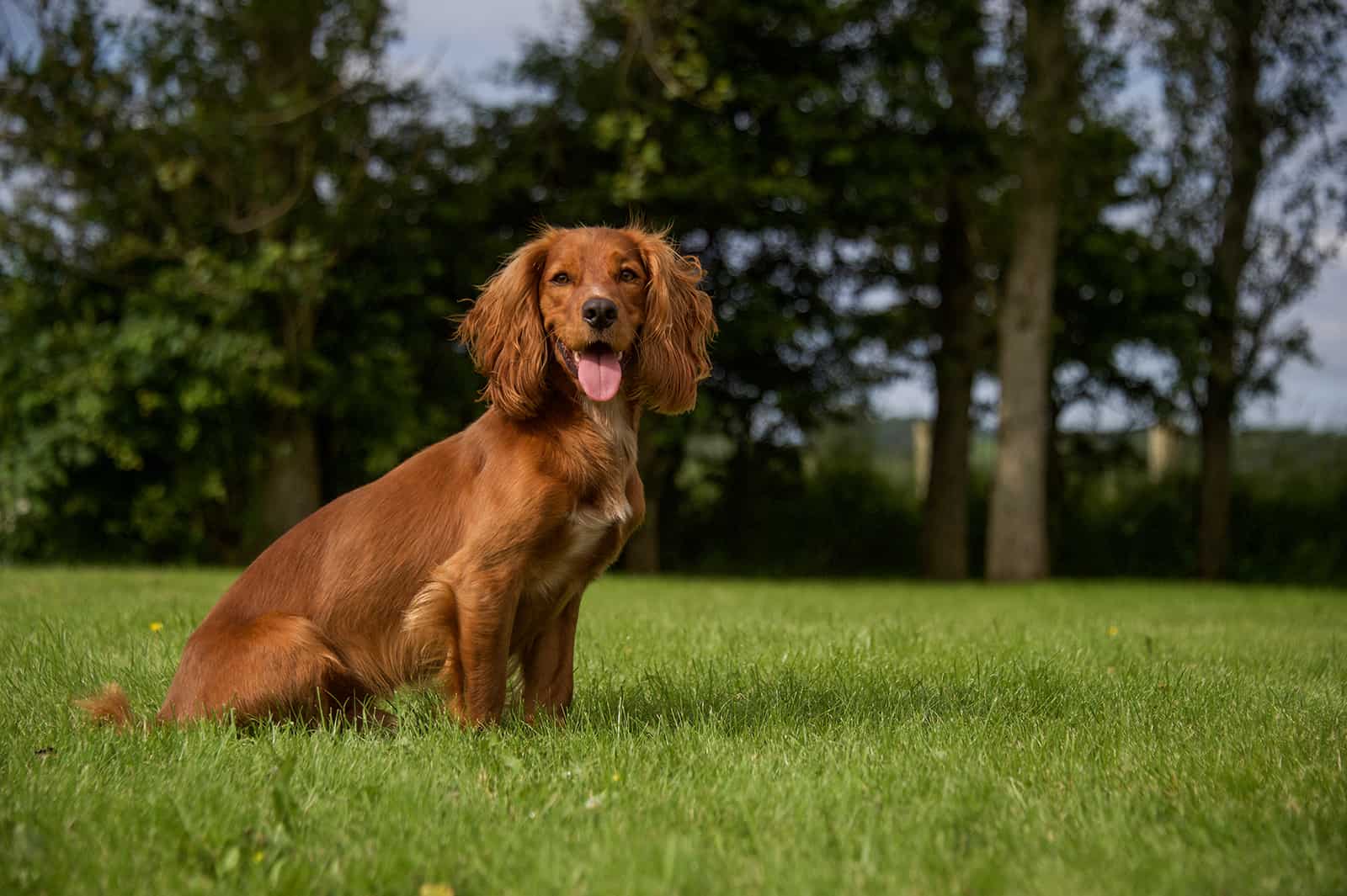 cocker spaniel sitting on the lawn