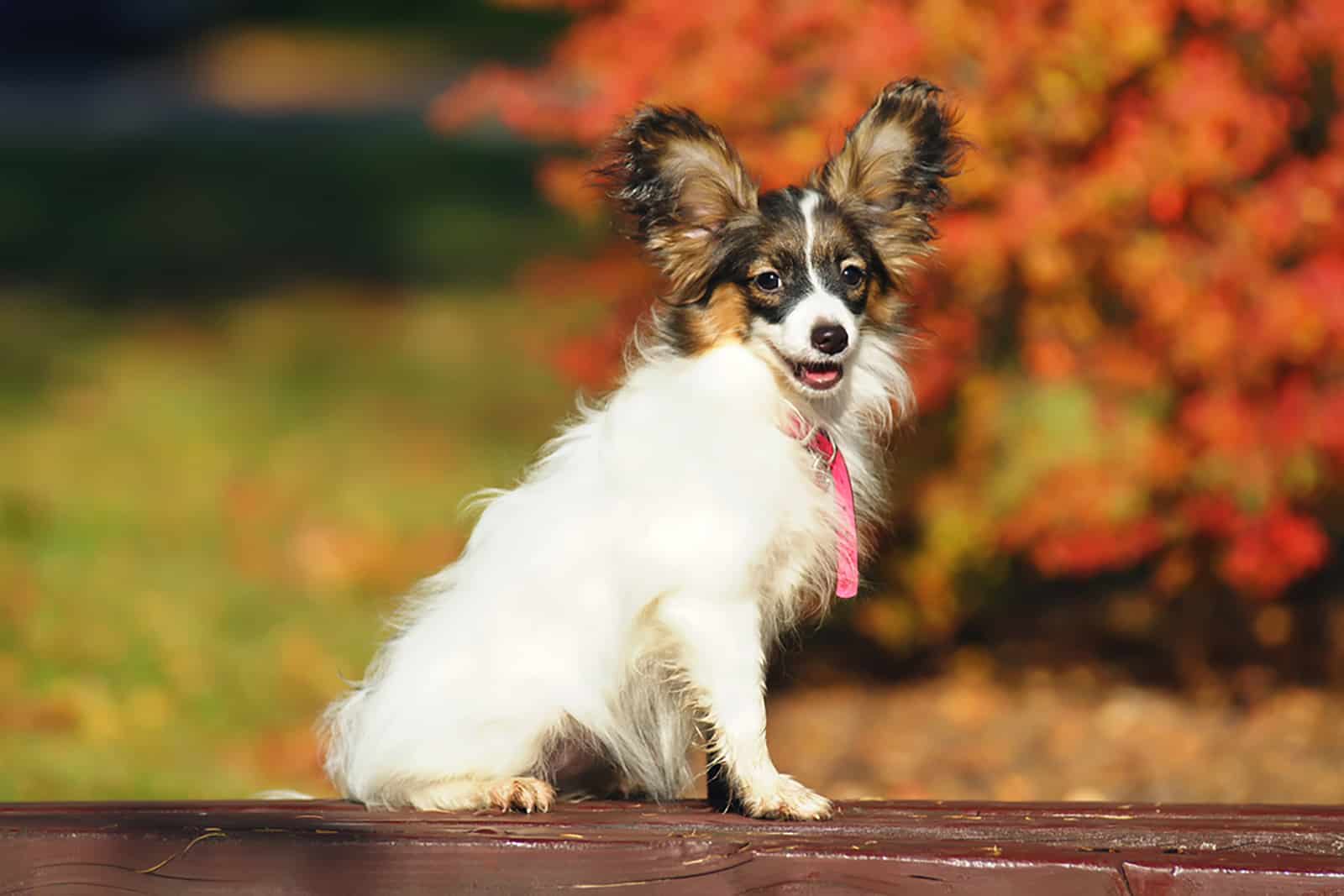 continental toy spaniel sitting on the bench