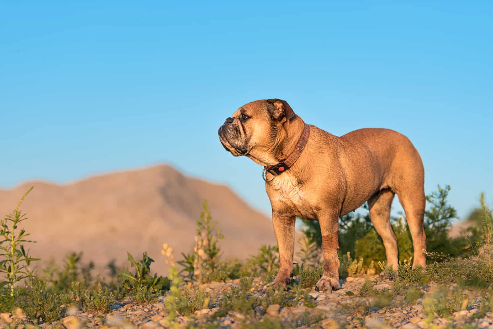 continental bulldog is standing in a meadow 