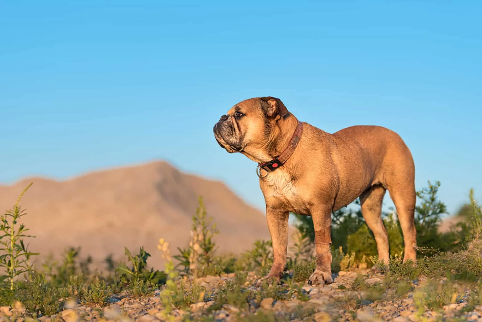 continental bulldog is standing in a meadow 