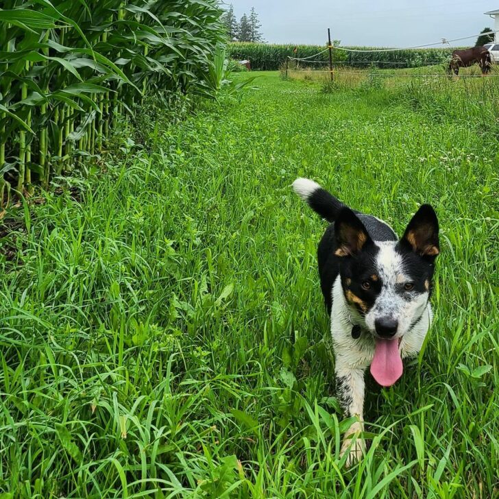 The Blue Heeler Mix Everything You Need To Know