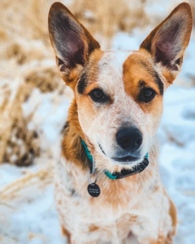 The Blue Heeler Mix Everything You Need To Know