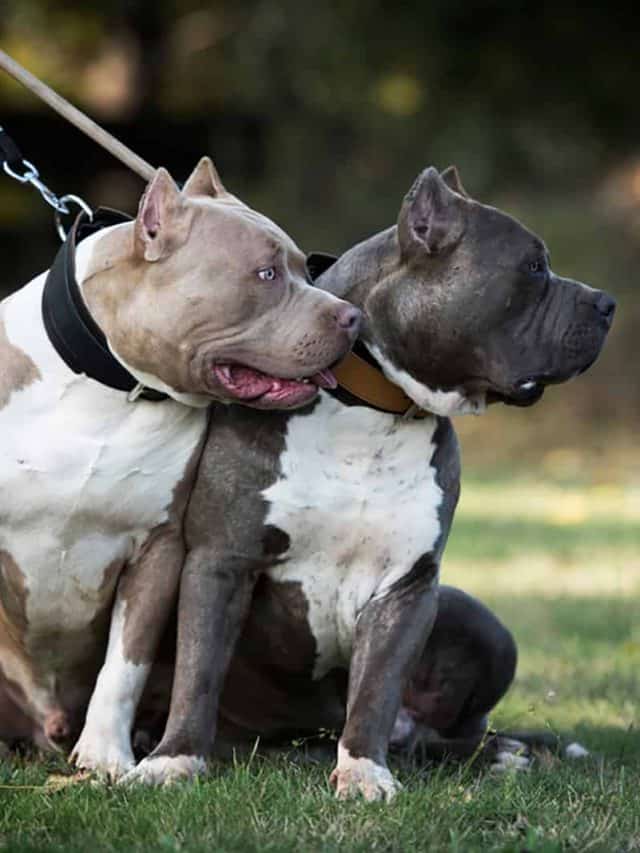 5 Beautiful American Bully Colors PupVine