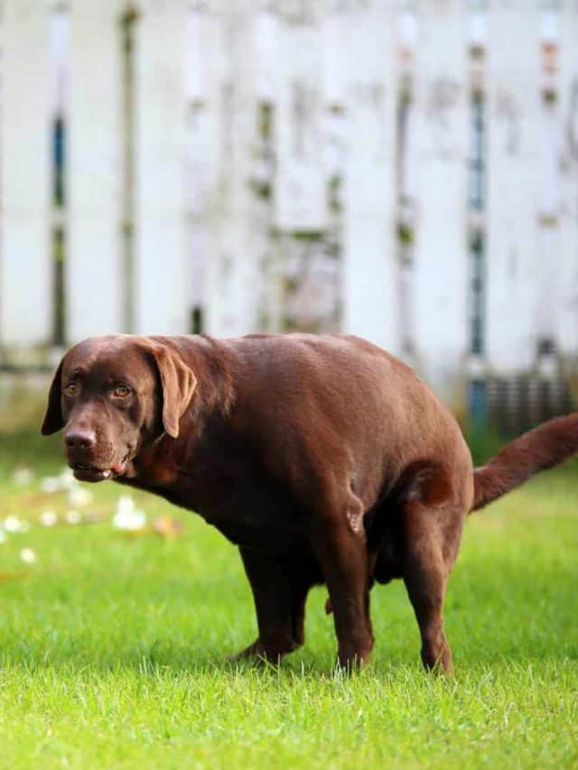 Dog Poop Color Chart 5 Colors To Look Out For PupVine