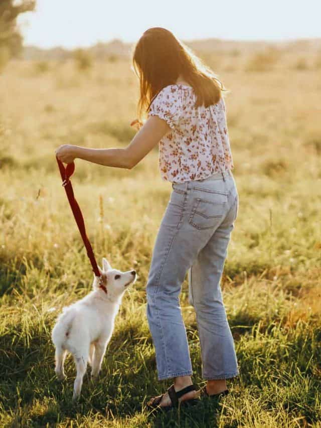 How Often Do You Walk Your Dog? 5 Tips For A Good Doggy Schedule PupVine