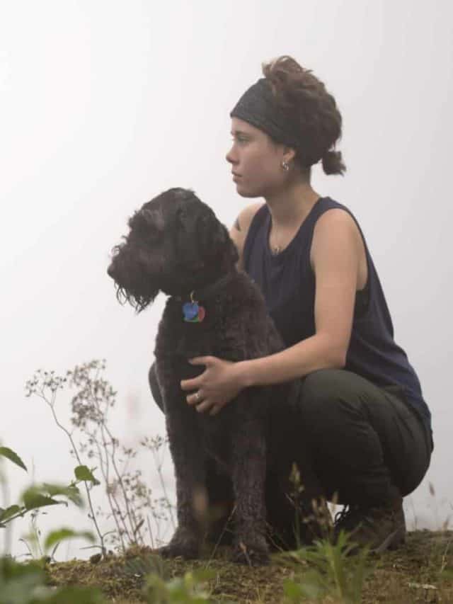 Irish Wolfhound Poodle Mix 5 Pros Of Owning This Wolfy Doodle PupVine