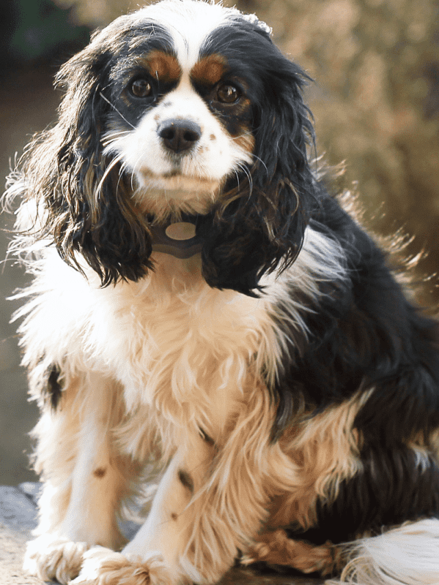 Mini Cocker Spaniel 7 Fun Facts You Need to Know PupVine