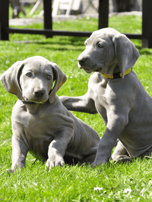 5 Fun Facts About The Mini Weimaraner PupVine