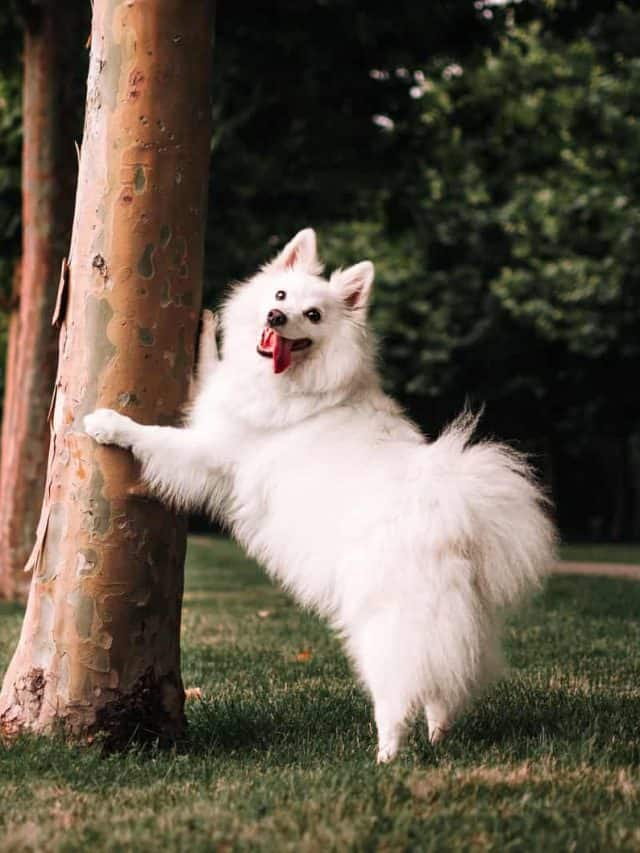 Why Does My Female Dog Hump All Of A Sudden? 7 Common Reasons PupVine