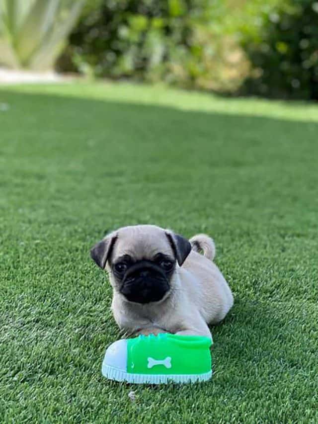 Teacup Pug 7 Reasons Why This The Right Pug For You PupVine