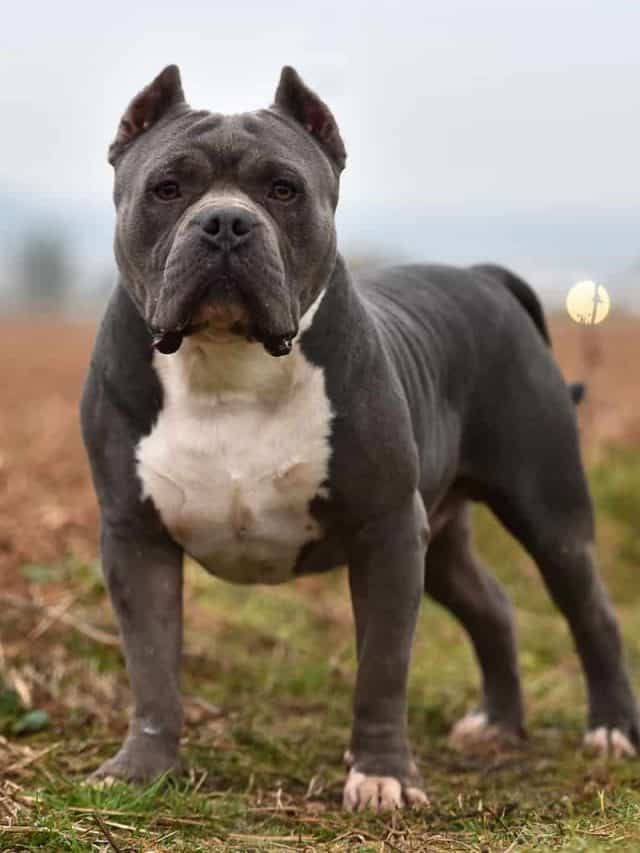 XXL Bully Vs XL Bully 3 Differences And 2 Similarities PupVine