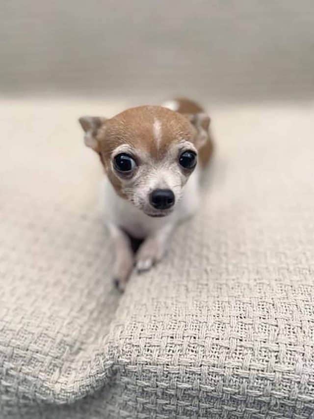 Applehead Teacup Chihuahua 7 Things You Need To Know PupVine