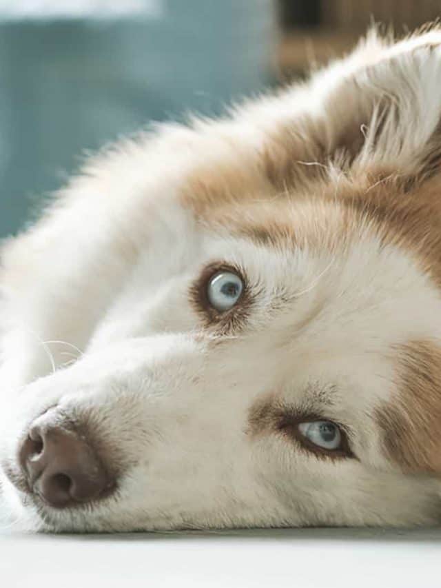 Miniature Husky 5 Things You NEED To Know! PupVine