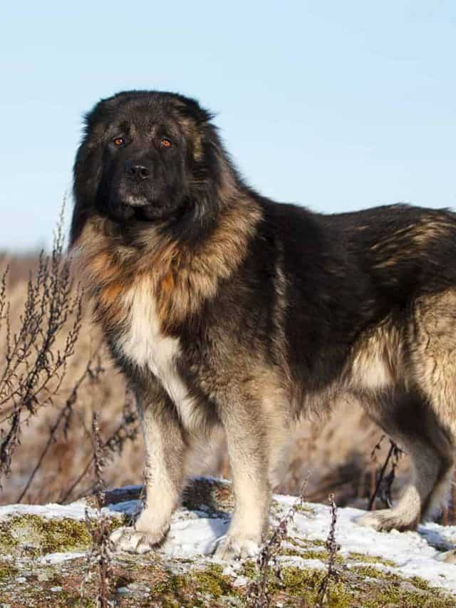 These 11 Russian Dog Breeds Will Leave You Amazed PupVine