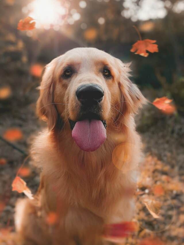 11 Dog Captions for Instagram Everyone Will Love PupVine