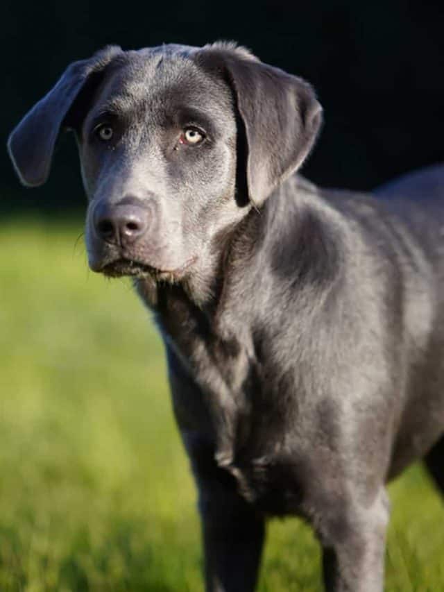 Charcoal Lab 5 Facts About This Unique Pup PupVine