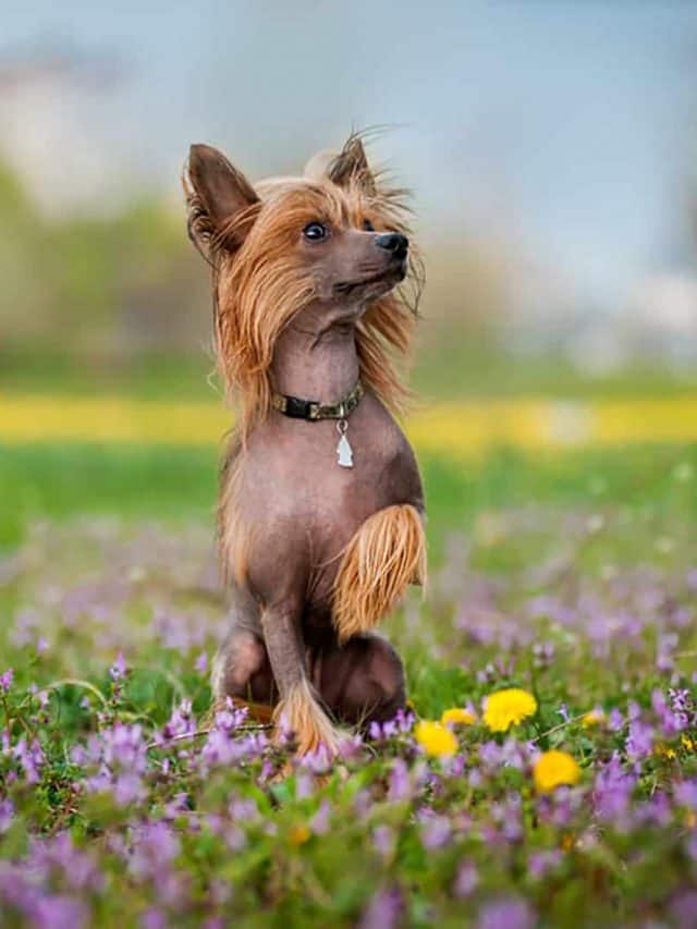 13 Cool Dog Breeds The Coolest Dogs For The Coolest Owners PupVine