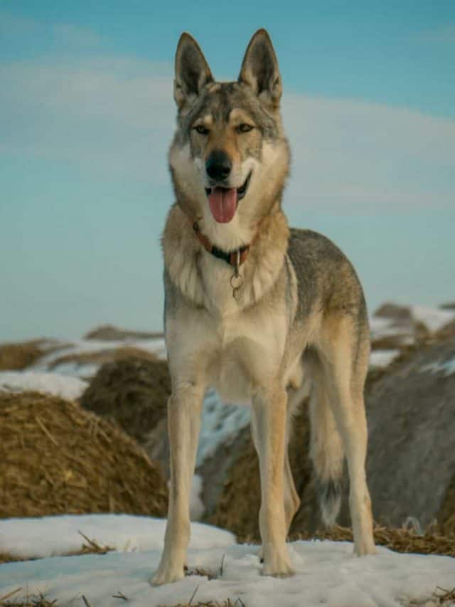 Wolf Dog Price 5 Things You Want To Know PupVine