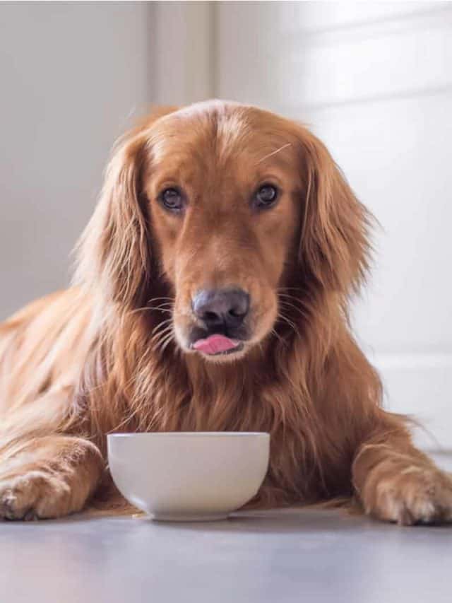 Why Is My Dog Throwing Up Yellow 5 Causes And 3 Tips On How To Stop It 