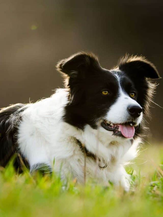 Mini Border Collie 7 Things You Didn't Know PupVine