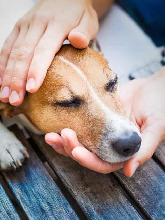Dog Throwing Up White Foam 5 Possible Causes PupVine