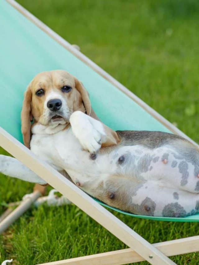 11 Signs A Dog Is Going Into Labor Soon PupVine