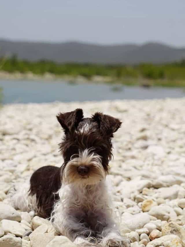 Teacup Miniature Schnauzer 5 Reasons This Dog Is The Best Dog For You