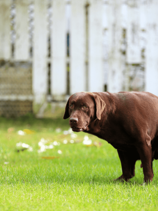 5 Best Home Remedies For Dog Scooting 4 Reasons Why Dogs Scoot PupVine