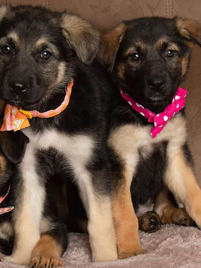 Miniature German Shepherd 5 Mini, But Fun Facts! PupVine