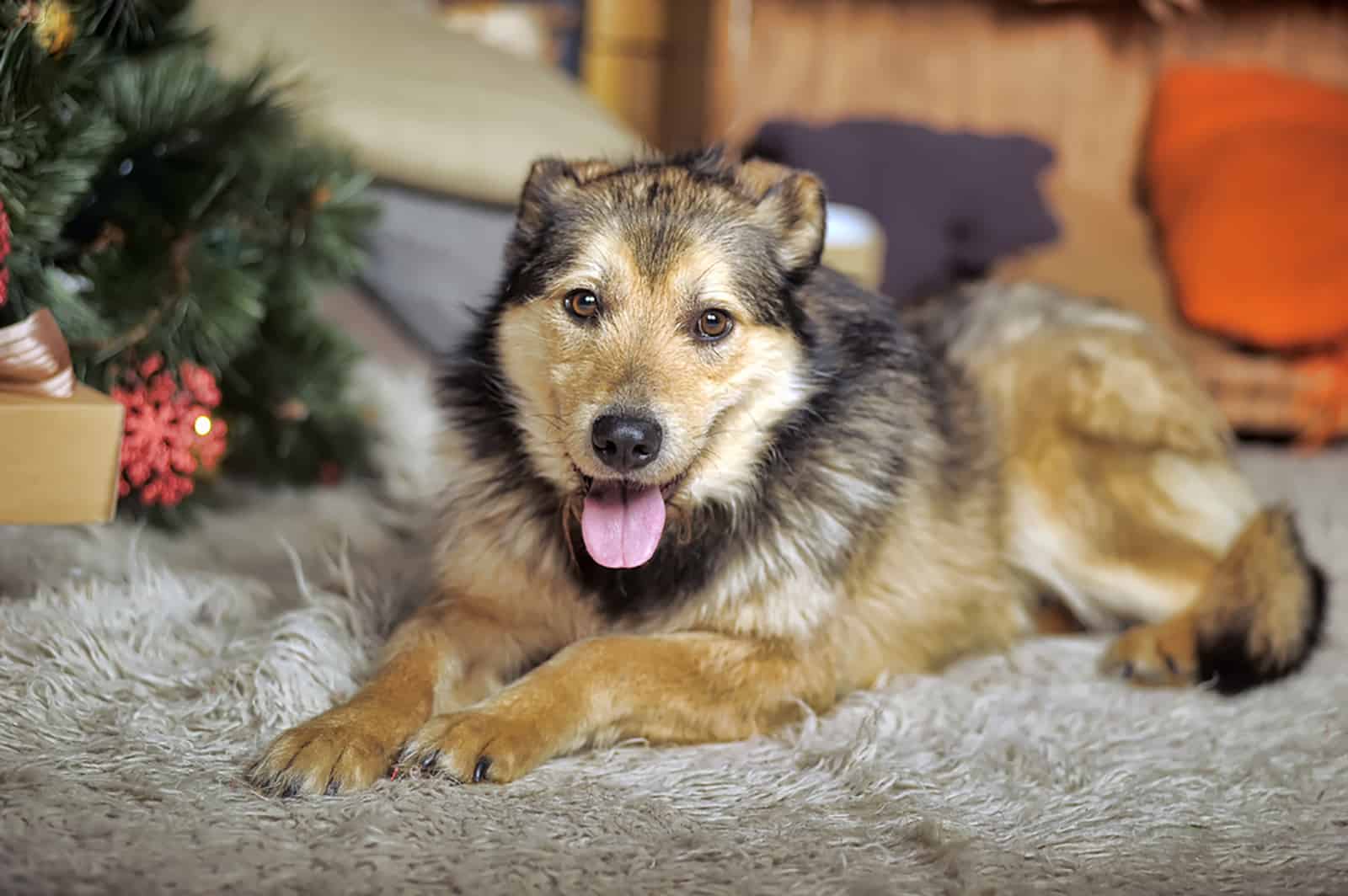 crossbreed husky and shepherd dog lying on the carpet