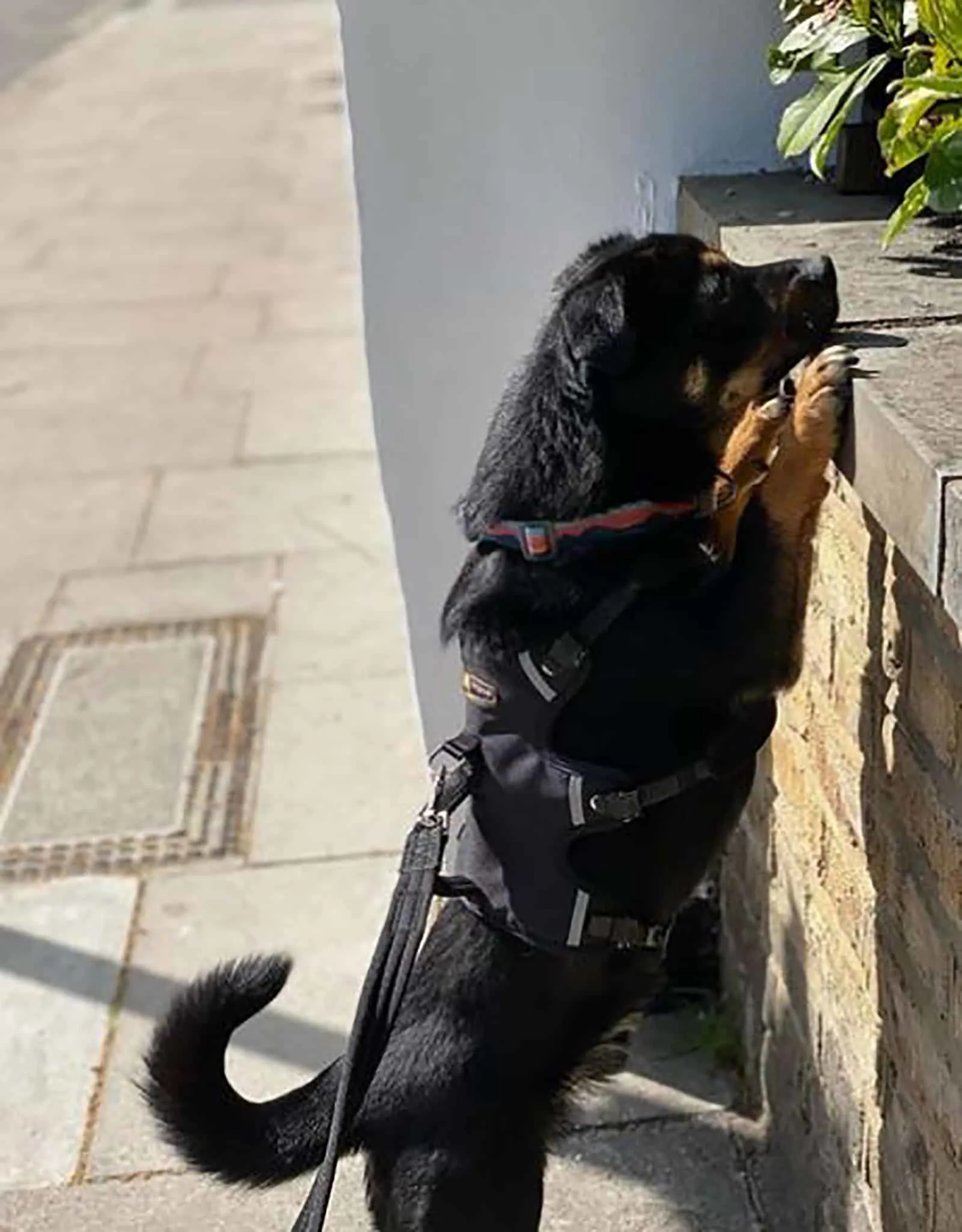 curious miniature rottweiler leaning on the wall