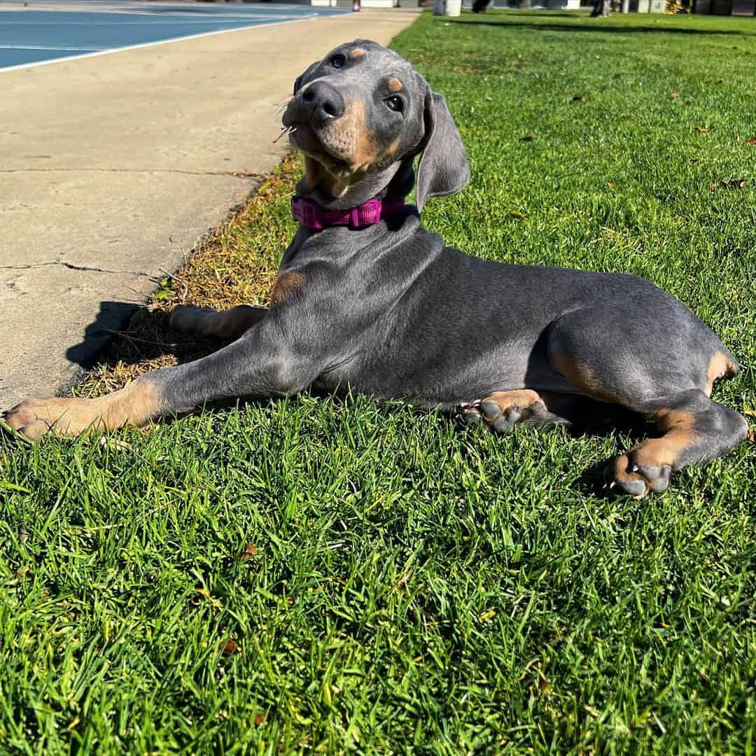 cute blue doberman puppy on grass