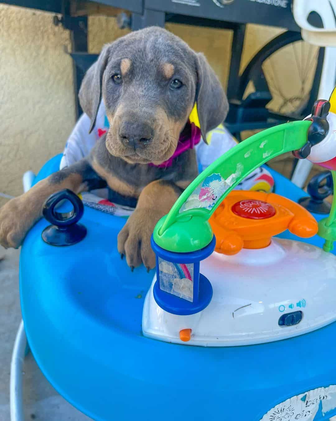 cute blue doberman puppy