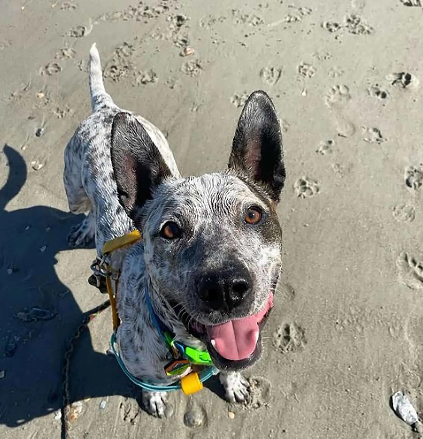 cute blue heeler pitbull dog on the beach