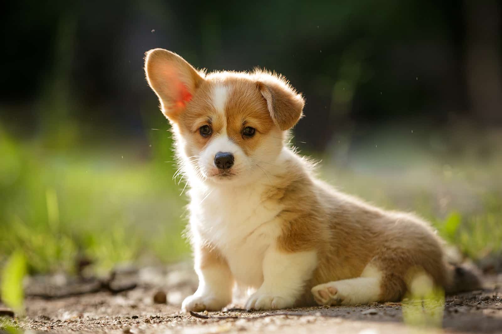 cute corgi puppy sitting in the garden