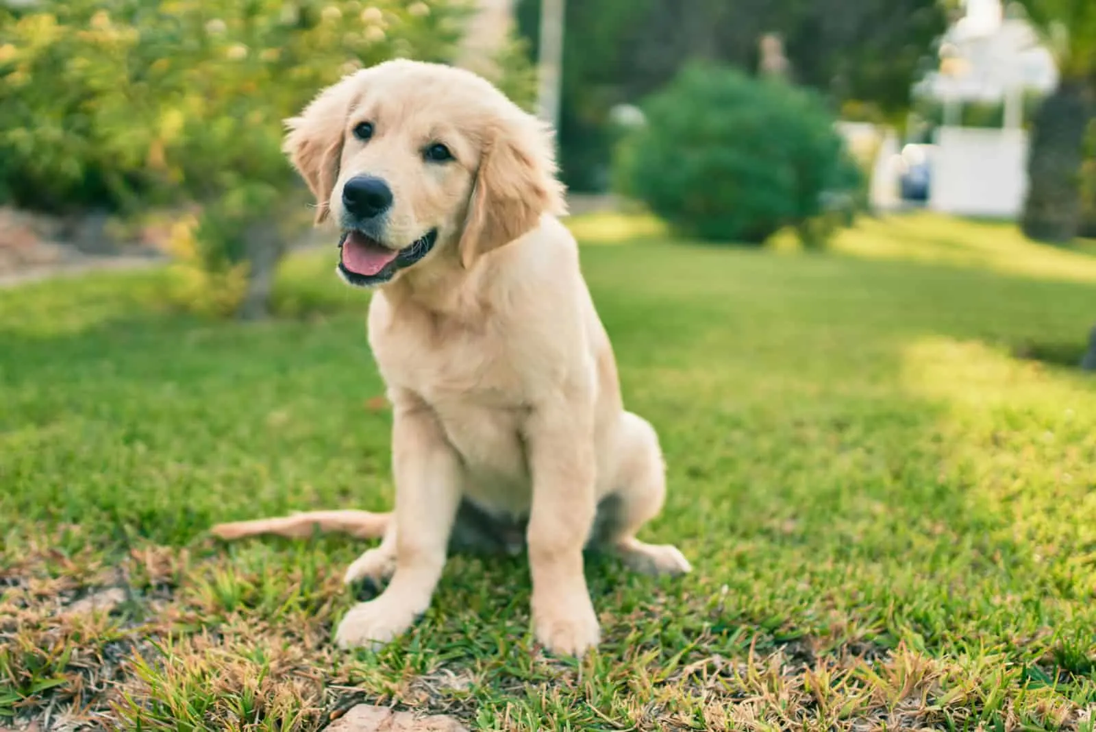cute golden retriever puppy dog having fun at the park