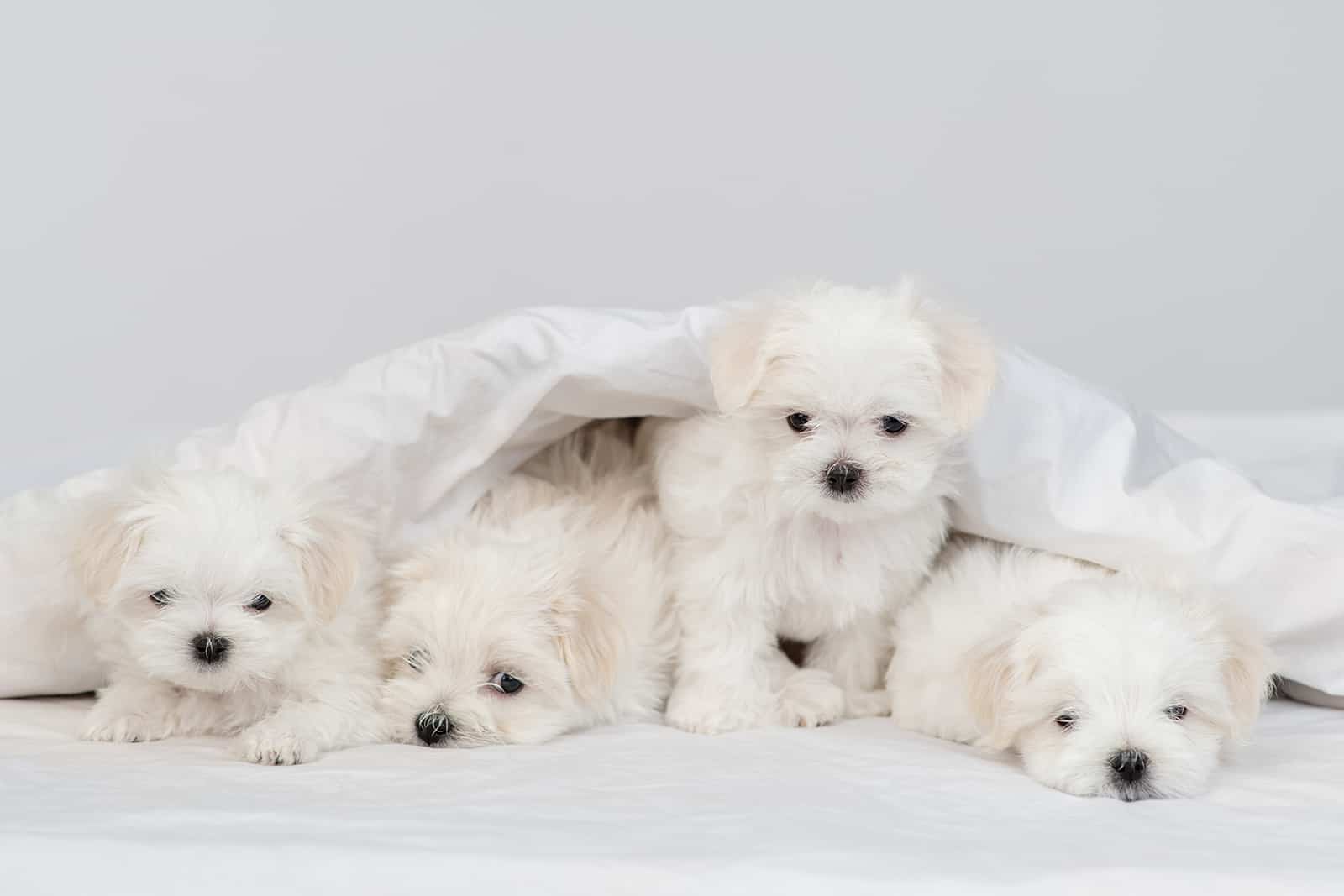 cute little teacup maltese puppies lying on a bed