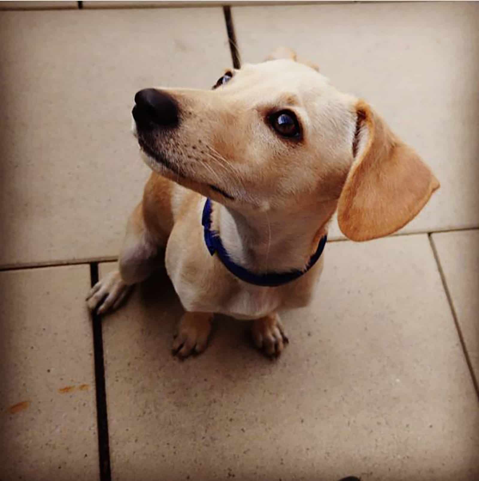 cute miniature labrador sitting on the floor