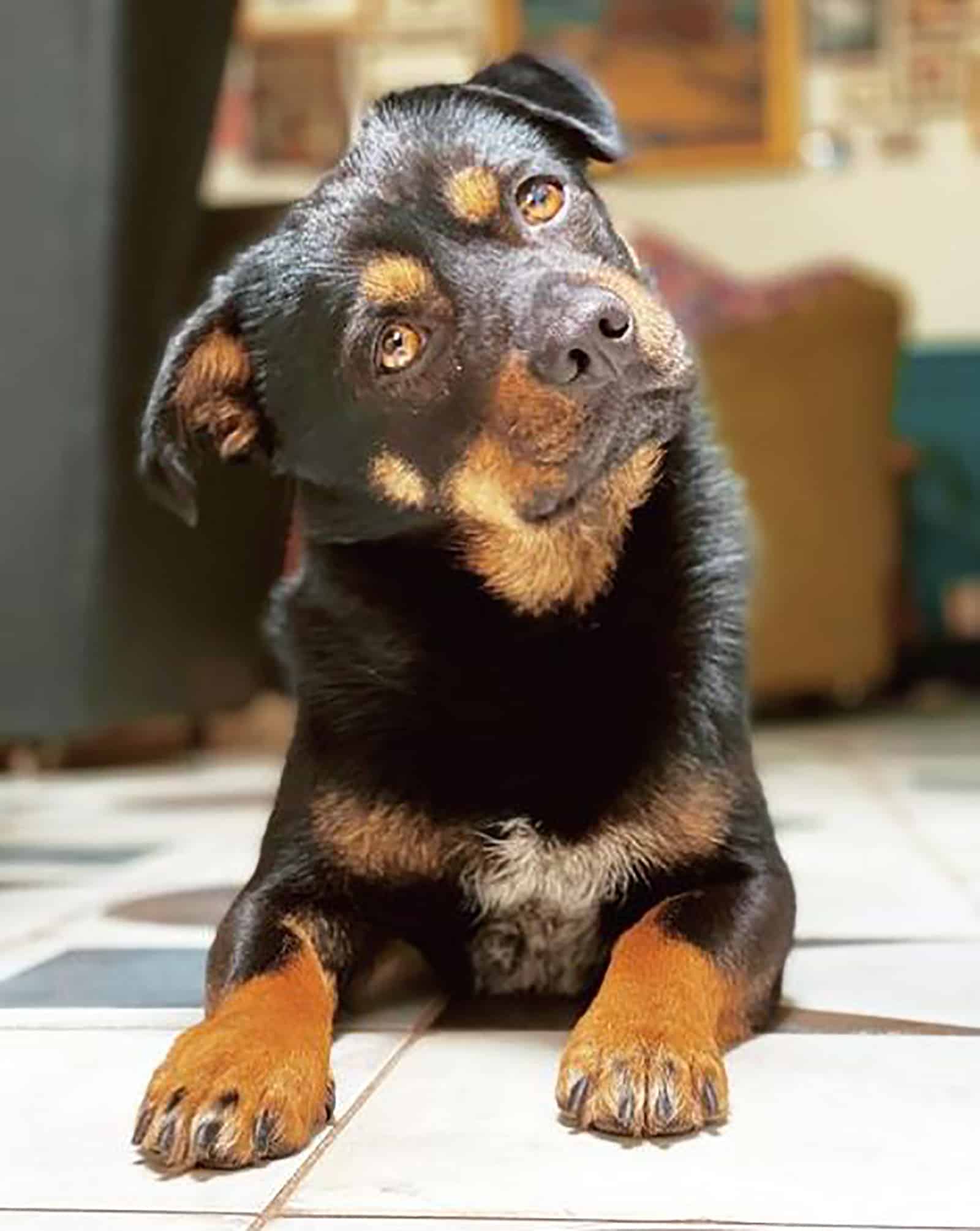 cute miniature rottweiler looking into camera