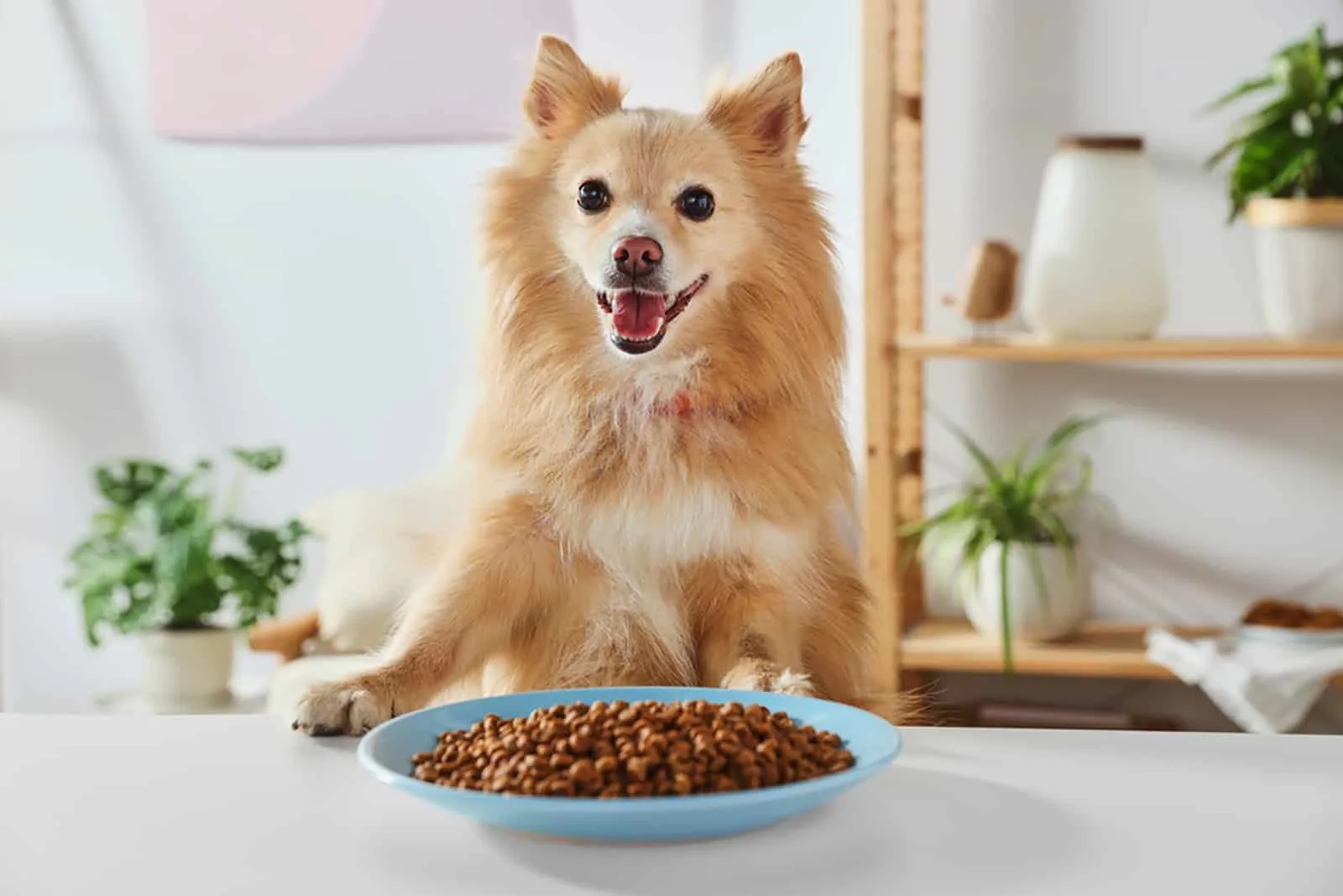 cute pomeranian spitz at table with dry food