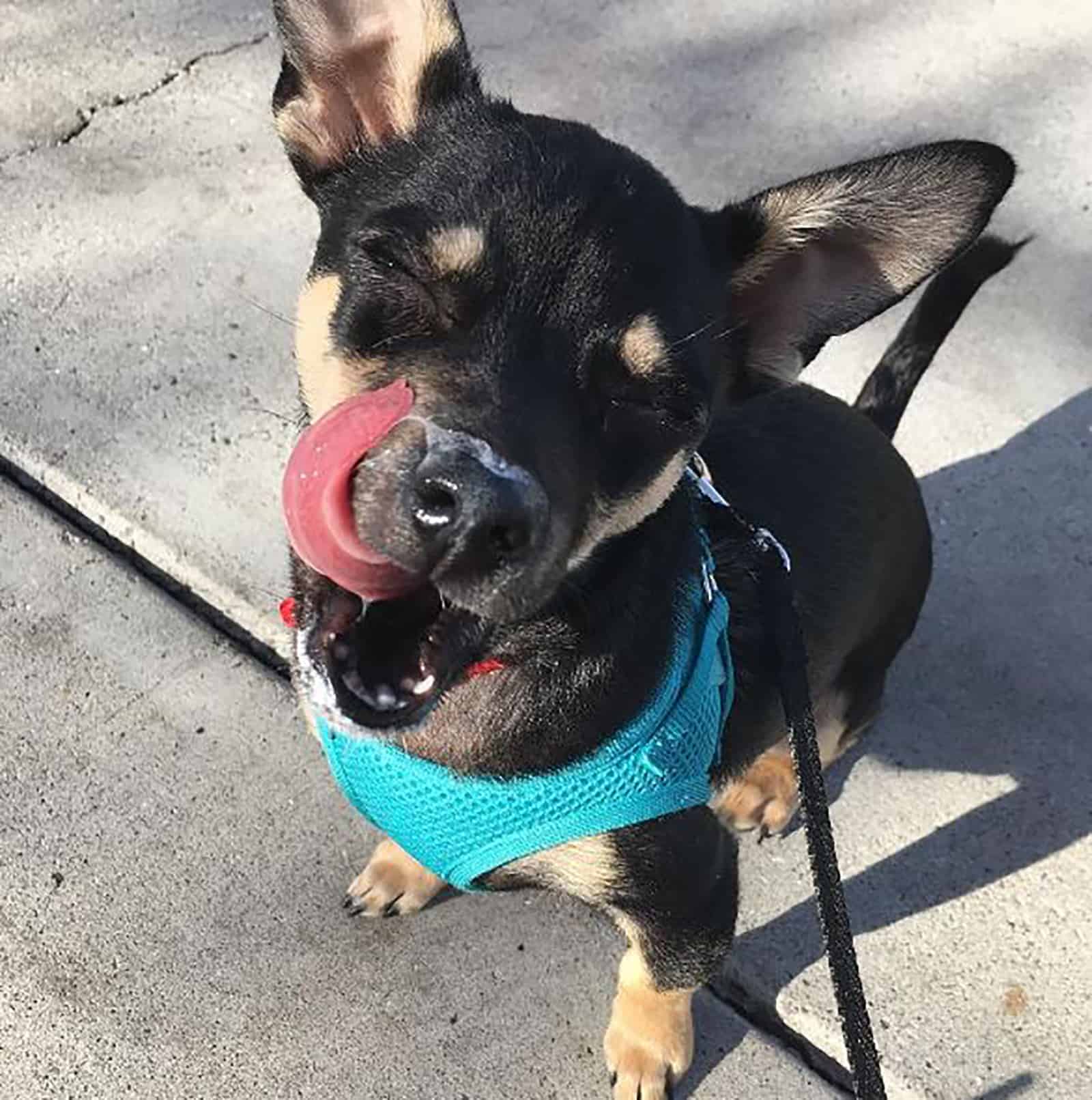 cute rottweiler chihuahua mix dog sitting on concrete