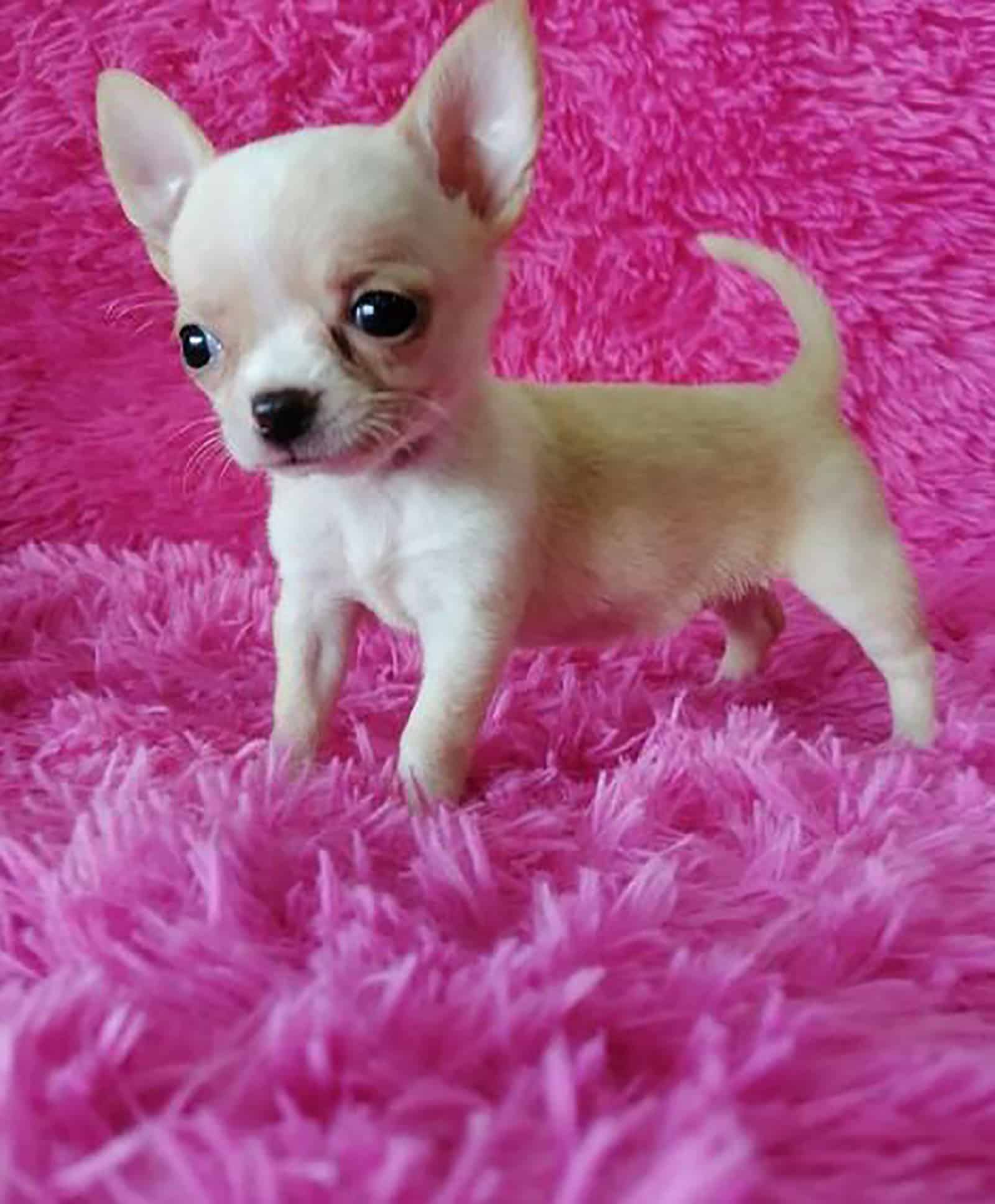 cute teacup chihuahua on pink blanket