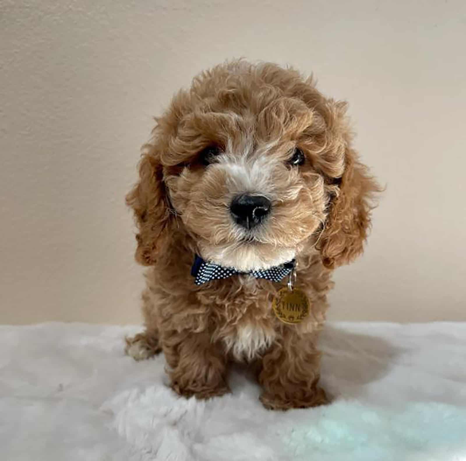 cute teacup labradoodle sitting on the couch