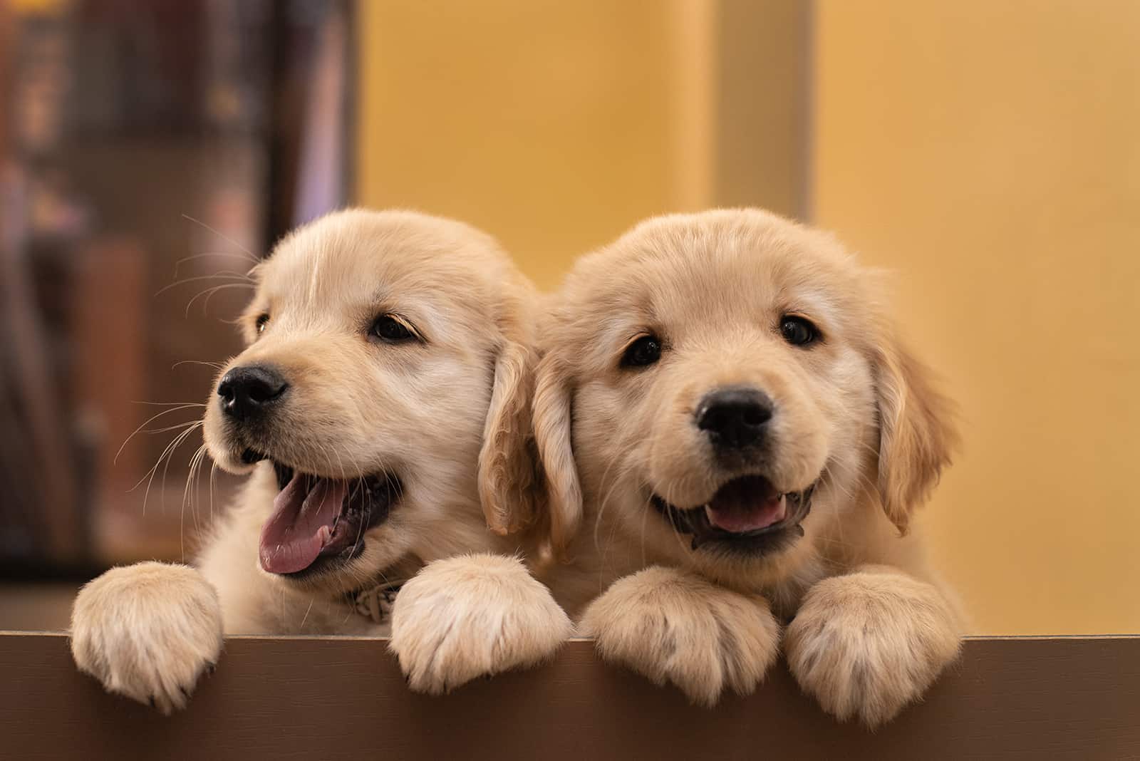 cute two golden retriever siblings leaning on the fence
