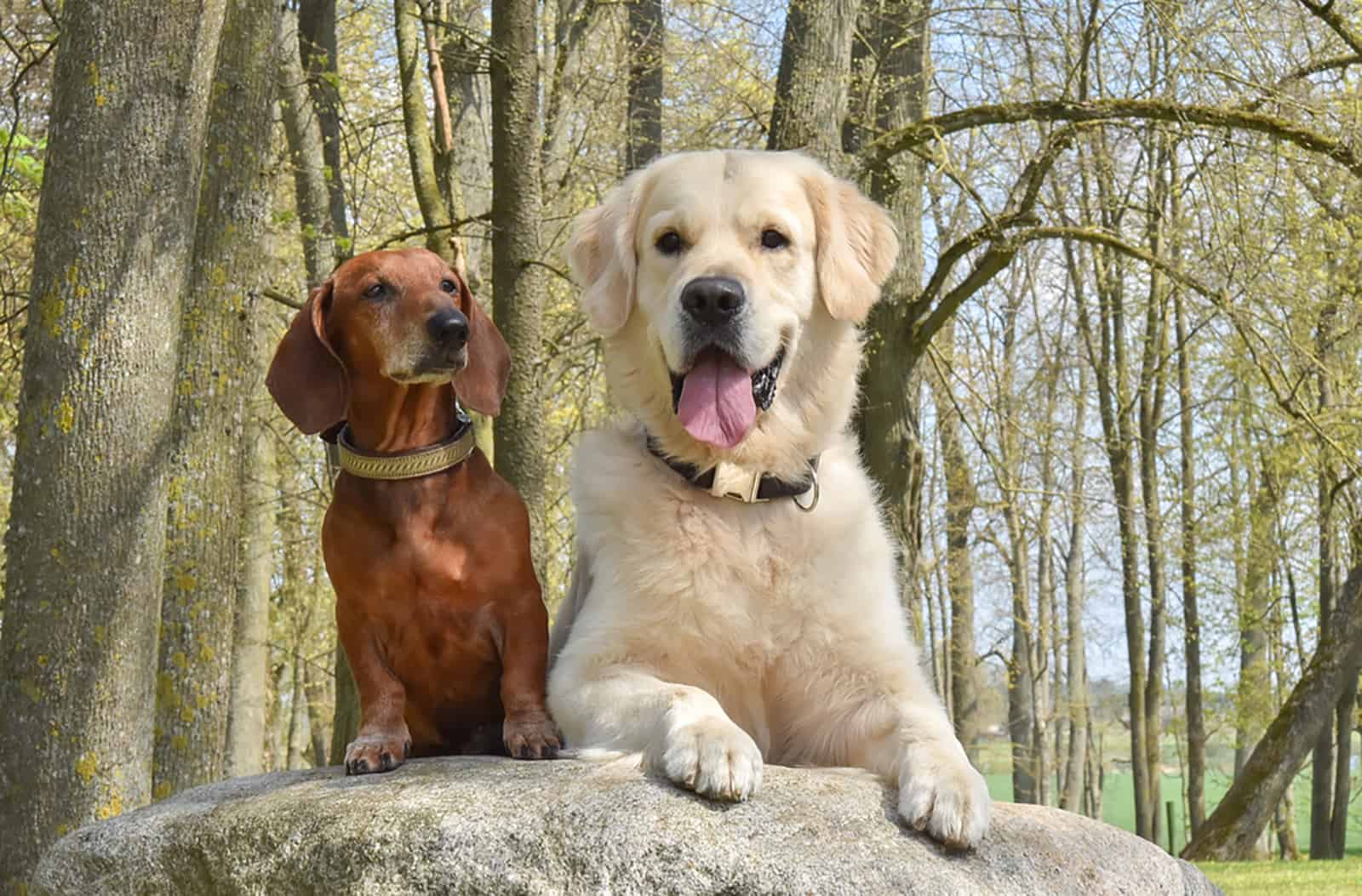 dachshund and golden retriever sitting on the big stone in the park